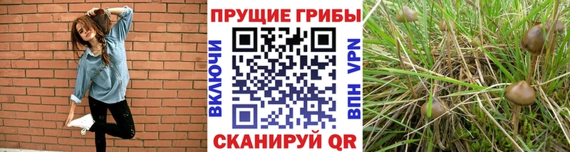 где найти   Малгобек  ОМГ ОМГ ТОР  Галлюциногенные грибы мицелий 